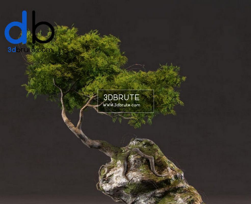 Bonsai Tree 3d Model Free