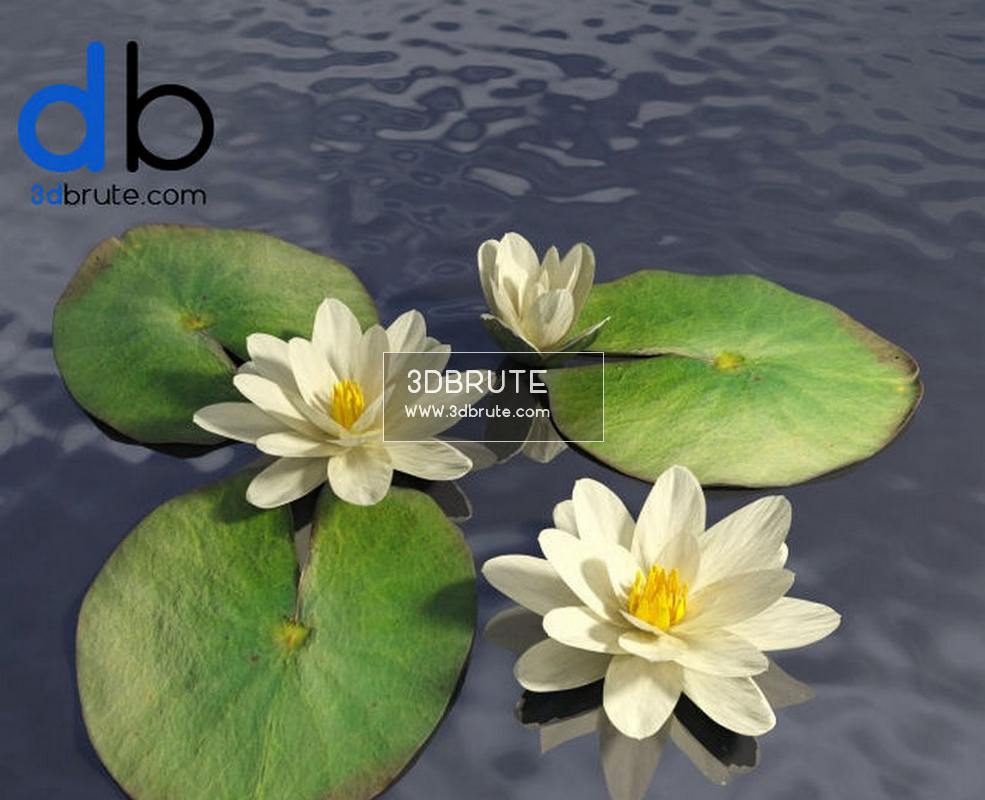 613 Plant 3dmodel 3dsmax Download 3d Models Free 3dbrute - free 3d model download lily flower