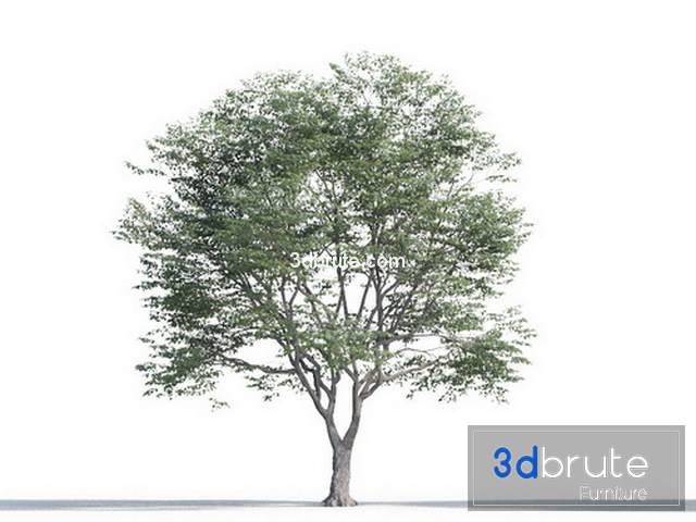 Trees 3ds Max Model Free Download لم يسبق له مثيل الصور Tier3 Xyz